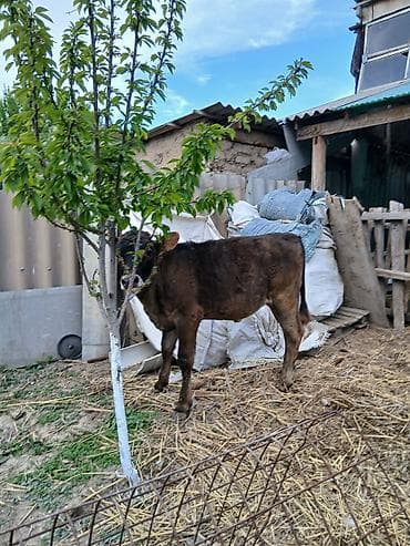 мейн кун кошки: Продаю | Тёлка | На откорм — 6