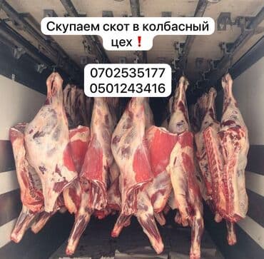 Куплю | Коровы, быки | На забой, на мясо