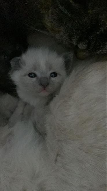 шотландский вислоухий котенок: Отдам котят в добрые руки 2мальчика белые девочки 2чёрных 1белая — 2