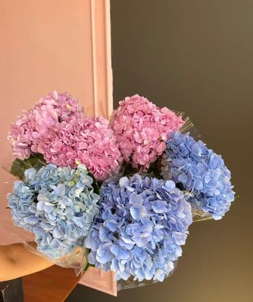 гортензии цена бишкек: Гортензии!!!
Цена: 380 сом штука 
Звонить!!!!! — 2