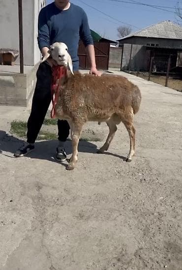 овцы бараны: Продаю | Баран (самец) | Для разведения — 2
