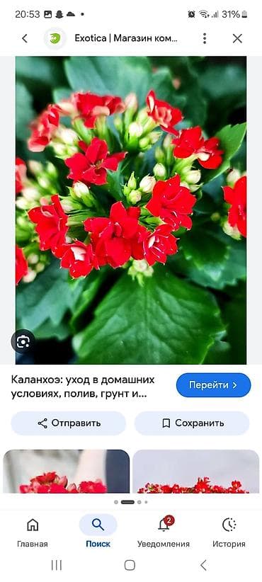 вещи из наруто: Цветы. Любой за 100 сом. большие, не детки. герани, каланхоэ, алое — 10