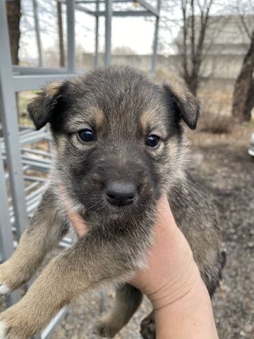 немецка овчарка щенок: Щенки, похожие по типу на немецкую овчарку (черно-подпалый окрас). - — 3