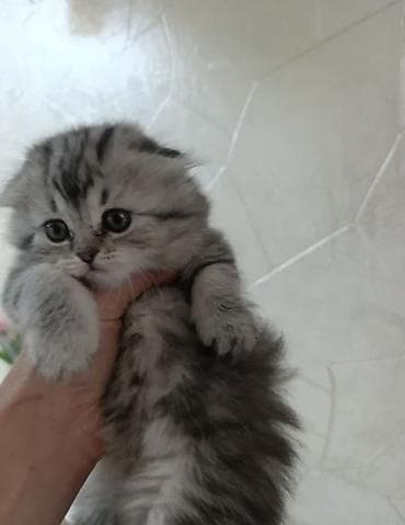 кошка сколько стоит: Скотиш Фолд (Шотландская вислоухая), 2 месяца, Девочка, Серый, Приучена к лотку — 1