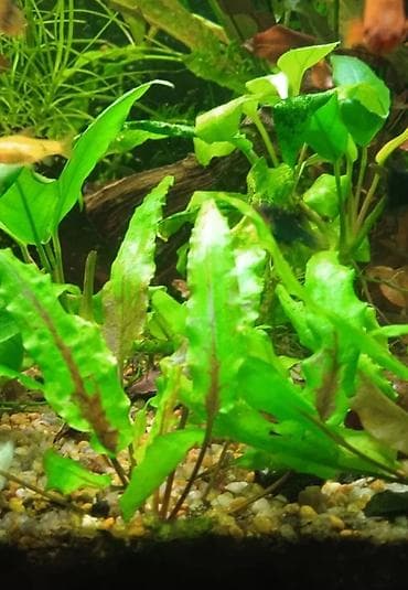 корейские апаловка: Криптокорина (Cryptocoryne, вероятно wendtii “Green/Brown”) — — 1