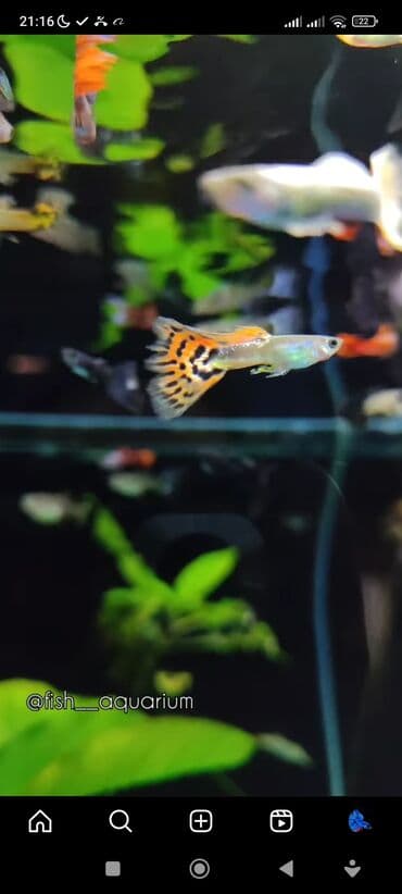 какие рыбы есть в кыргызстане: Рыбки более 40 видов. Аквариумные рыбки. Рыба бишкек. Балык. Алтын — 8