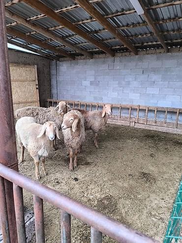 продаю тук: Продаю | Ягненок | Арашан | Для разведения | Ярка — 3