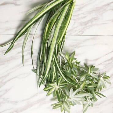 офисные растения: Искусственное растение «Паук» (хлорофитум) Добавьте свежести и уюта в — 3