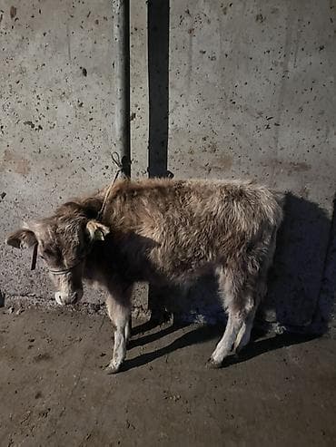 японский тоок: Продаю | Бык (самец) | На откорм | Привязанные — 1