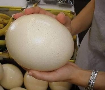 Молочные продукты и яйца: Страусиные яйца МЕСТО НАХОЖДЕНИЯ ОШ НООКАТ МОЖЕМ ОТПРАВИТЬ В БИШКЕК — 1