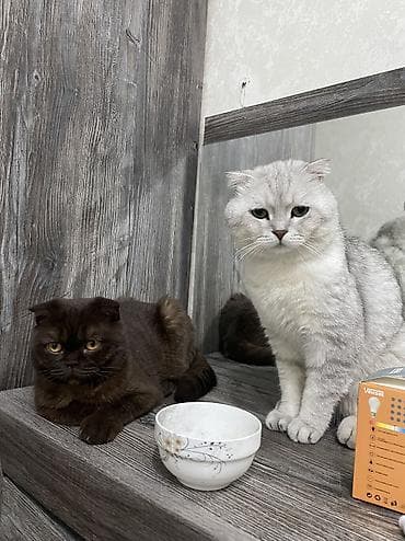 карликовая кошка: Скотиш Страйт (Шотландская прямоухая), 2 месяца, Мальчик, Серебристая шиншилла, Приучена к лотку — 1