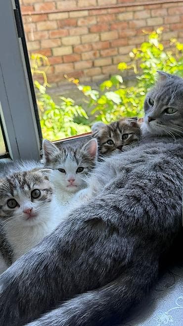 котяти: Шотландские котята (вислоухие и прямоухие) домашнего разведения. - — 3