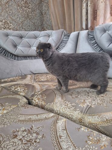в связи с переездом отдам попугая жако в добрые руки: Шотландская вислоухая кошка (Scottish Fold) Девочка молодая,рожала 1 — 15