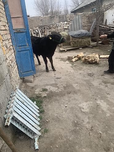 сментал бык: Продаю | Бык (самец) | Полукровка, Швицкая | На откорм | Привязанные — 3