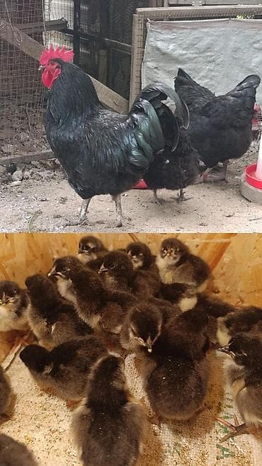 Продаю | Цыплята | Для разведения