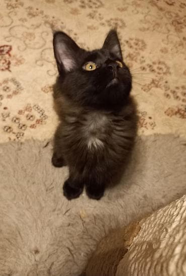 ориентальная кошка черная: 🐾🐈Очеровательные трёх месячные котята мейн-кун готовы к переезду! — 3
