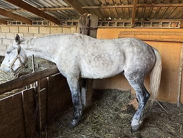 рабочи ат: Продаю | Конь (самец) | Рабочий | Мерин — 3