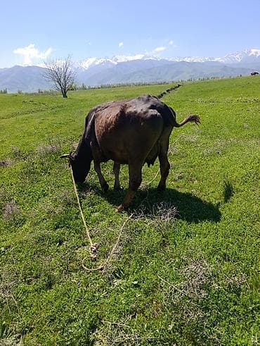 ит базар бишкек: Сатам | Уй (ургаачы) | Аргын | Көбөйтүү үчүн | Байланган — 5