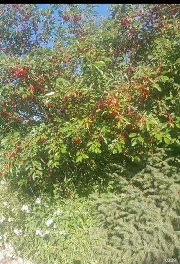 продаю дом поселок манас: Дом, 75 м², 5 комнат, Собственник, Евроремонт — 29