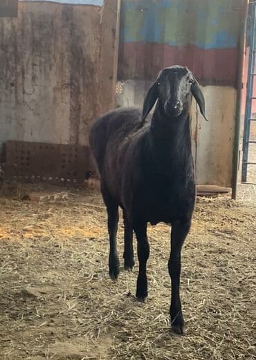 Кошки: Продаю | Овца (самка) | Арашан | Ярка — 6