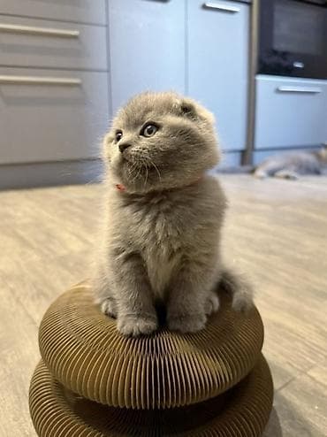 голубая кошка: Скотиш Фолд (Шотландская вислоухая), 2 месяца, Мальчик, Приучена к лотку, С документами — 4