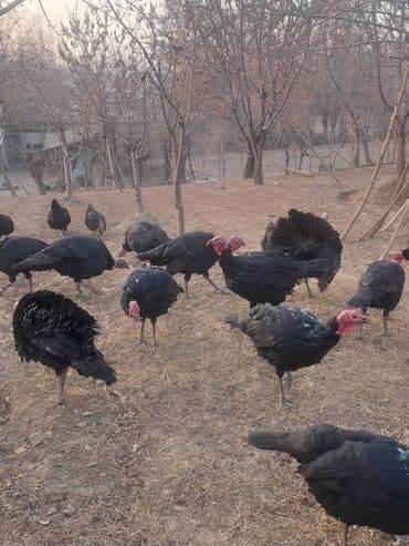 рыбы аквариум: Продаю | Индюшка (самка) | Черный принц | Для разведения | Племенные — 2