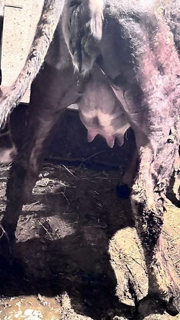 где купить утят: Продаю | Бык (самец) | На откорм | Привязанные — 6