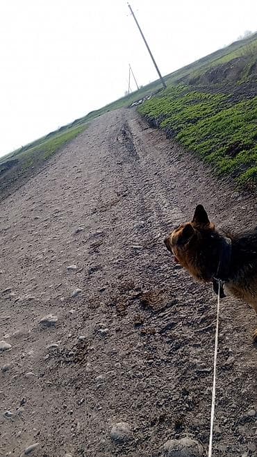 цены на собак: Немецкая овчарка, кобель. Крупный, крепкий костяк, правильные уши и — 1