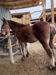 седло спортивное: Продаю | Жеребенок | Рабочий — 5