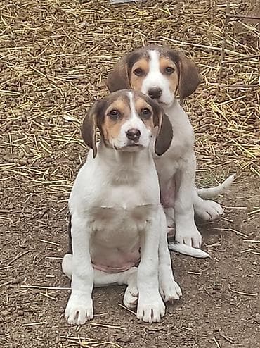 лайка щенок: Щенки средних охотничьих гончих (тип триколор). Описание: - Окрас — 4