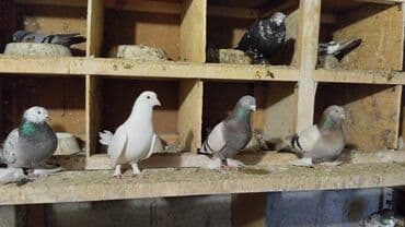 корм для птенцов волнистых попугаев: Продаются голуби: Голубка ореховая такла, бакинцы, узбекские. Цены — 16