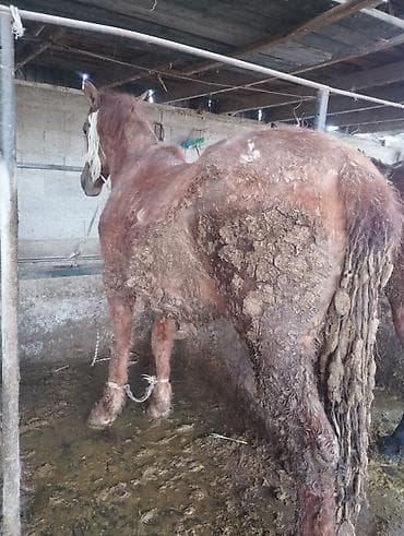 жылкынын эти сатылат: Сатам | Байтал | Союуга — 1