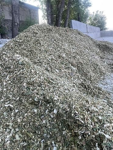 семина кукуруза: Кукурузный сенаж в фасованных мешках лудший корм все чодко делаем - — 4