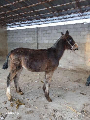 животные корова: ТАЙЛАР сатылат баасы 58 000 сом денсоолугу зынк — 2