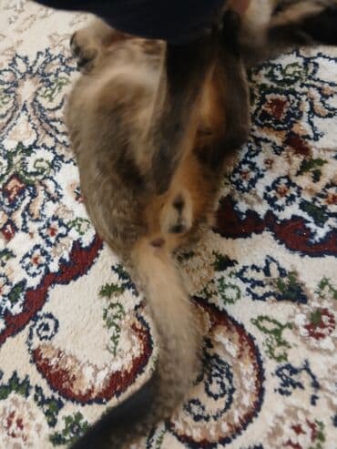 котенок в добрые руки: Котенок домашний, короткошёрстный, тигрового окраса. Описание: - Пол — 4