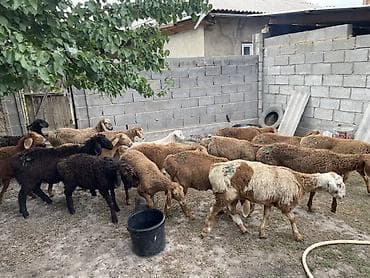скорый: Продаю | Ягненок | Арашан — 5