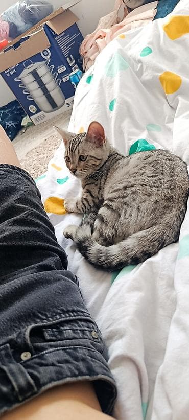 кошко: Беспородная, 4 месяца, Мальчик, Приучена к лотку — 3
