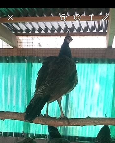 Башка жаныбарлар: Продаю молодых павлинов 🦚🦚🦚❗ — 3