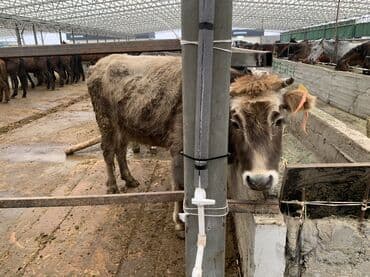бесплатные объявления животные: Продаю | Корова (самка), Бык (самец), Тёлка | На откорм, На забой, Для разведения — 2