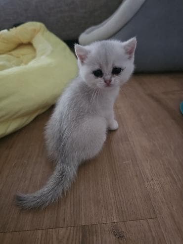 белый котенок: Котята скотиш страйт 1 месяц все девочки - Окрас: два светлых — 6