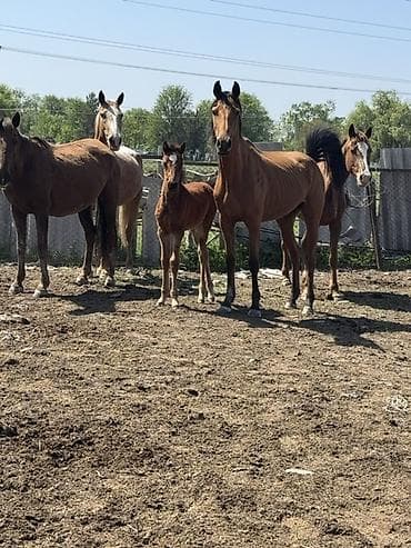 Продаю | Кобыла (самка) | Полукровка, Дончак, Английская | Для разведения, Для молока | Племенные