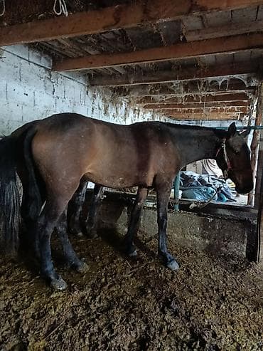 куплю туки: Продаю | Кобыла (самка) | Рабочий — 2