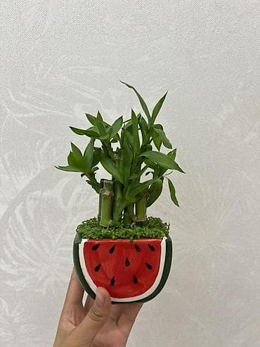 монстера манки: Комнатное растение “Счастливый бамбук” (Dracaena sanderiana) в — 1