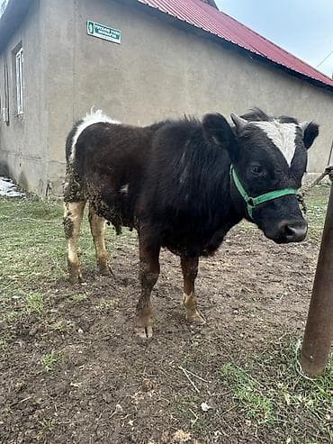 Коровы, быки: Продаю | Бык (самец) | На откорм | Привязанные — 4