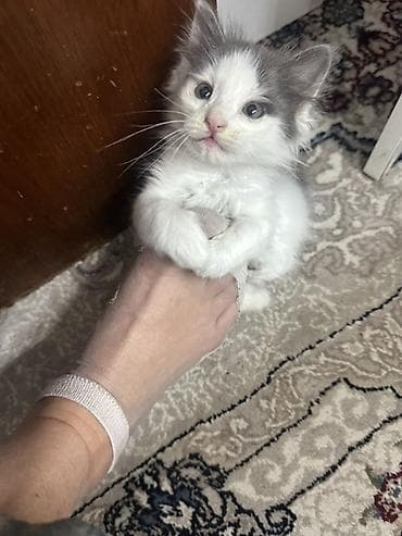 Кошки: Кошка даром: Беспородная, Девочка, Приучена к лотку — 1