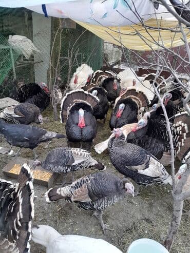 продам домик для кошки: Продаются индюки породистые на разведение и на забой! Крупные и — 2