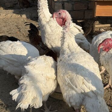 наполнители для кошек: Продаю | Индюшка (самка) | Бройлерная | На забой | Племенные — 12