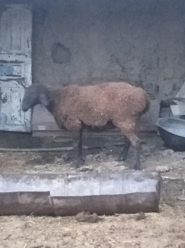 Услуги ветеринара: Продаю | Овца (самка) | Для разведения — 1