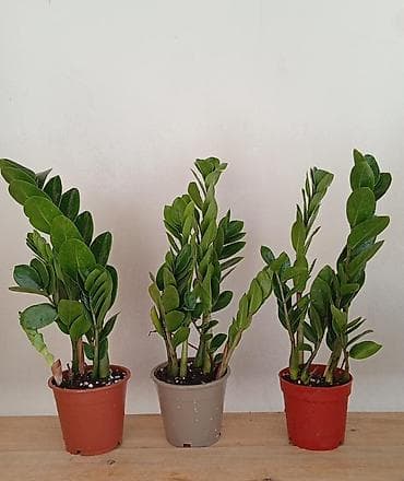 plant: Комнатные растения в горшках — для дома и офиса В ассортименте: - — 2