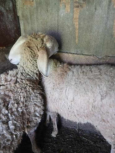 купить собаку такса: Продаю | Баран (самец) | На забой — 2